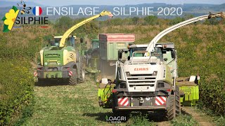 🐮 ENSILAGE DE SILPHIE 2020  Culture si PROMETTEUSE  🌼 [upl. by Aspasia]