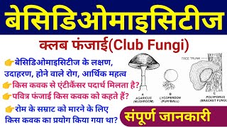 बेसिडिओमाइसीट्स Basidiomycetes  basidiomycetes fungi examples characteristics diseases diagram [upl. by Ursulette]