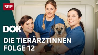 Junge Tierärztinnen und ihr Knochenjob – Die Bewährungsprobe  Folge 12  Doku  SRF Dok [upl. by Anitnelav]