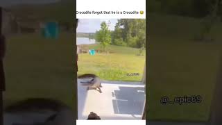 crocodile act like lizard 🤣 funny comedy memes viral reels [upl. by Ayouqes]