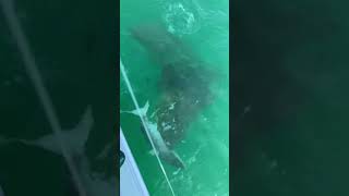 Goliath Grouper vs Shark fishingfloridakeys sharks saltwaterfishing [upl. by Hgiel]