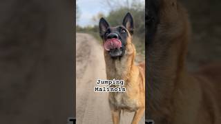 Malinois and the Ball [upl. by Jarek]