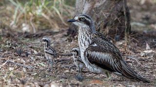 Baby Bush Stone Curlews [upl. by Adnuahsar]