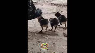 Baby chick chirping the cutest sound ever chick chirping [upl. by Alimhaj]