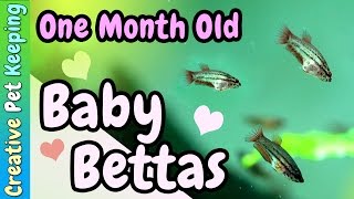 1 Month Old Bettas ❤ Baby Fish [upl. by Anglo694]