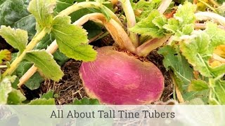 Whitetail Institute Imperial Tall Tine Tubers Food Plots [upl. by Michelina718]