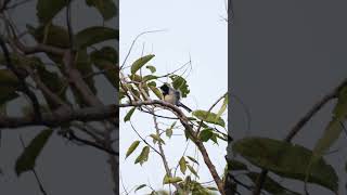 Cinereous Tit Bird Parus cinereus birds backyardwildlife birdsvideo 4k 4kwildlife [upl. by Anerda]