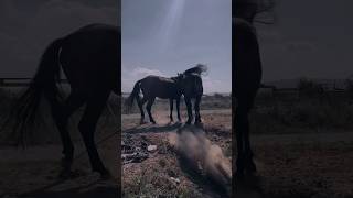 HORSES 🔥🔥 arabianhorse atvideo arabianhorserider like horselover [upl. by Florio]