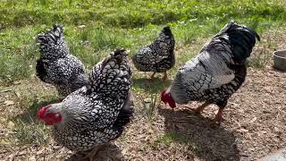 Silver Laced Wyandotte Bantam Chickens [upl. by Oiramrej]