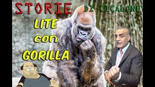 Lite con un Gorilla Vero [upl. by Chitkara]