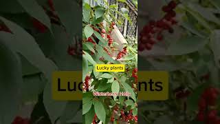 Lucky plantsWinterberry Hollytrending hongkong shortvideo  PlantsFlor A L andicho [upl. by Morvin274]