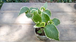 How to propagate acalypha wilkesiana or copperleaf plant and care [upl. by Yramanna72]