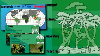 Layers of a Rainforest  EasyTeaching [upl. by Nader]