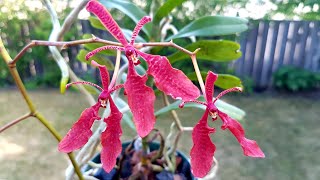 菲律宾火焰兰 Renanthera philippinensis [upl. by Gottlieb939]