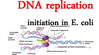 DNA replication initiation in E coli [upl. by Nyladnar]