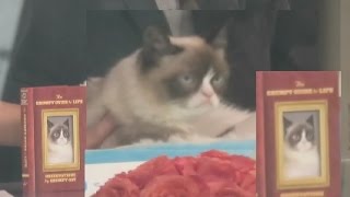 Grumpy cat on Good Morning America to promote The Grumpy Guide to Life  Observations by Grumpy Cat [upl. by Ahselat]