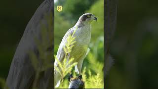 Eurasian goshawk [upl. by Masuh]