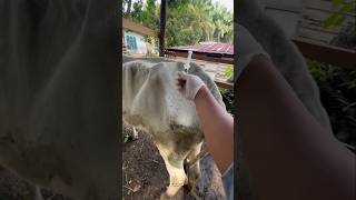 unique trick of giving vitamin injections to cows shorts ytshorts [upl. by Gona]