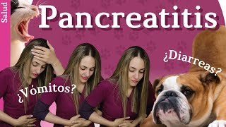 Mi perrogato tiene vómitos 🤮y diarreas ¿PANCREATITIS🙀💔 [upl. by Gwennie]