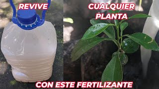 RESUCITA cualquier PLANTA con este FERTILIZANTE CASERO cura plantas ENFERMAS o SECAS Huerto urbano [upl. by Alit]