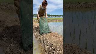 Crab Farming in Rice Fields 😨 [upl. by Verina853]