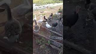 farming ghana poultry homegrown Godfirst startup [upl. by Amati613]