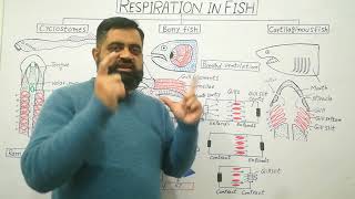 Anatomy of Gills English medium profmasoodfuzailRespiration in Fish English medium [upl. by Iaka]