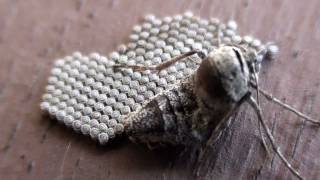 Fall Cankerworm Moth Geometridae Alsophila pometaria Female with Eggs [upl. by Christoper99]