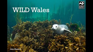 Wild Wales Wildlife Adventures  Skomer Island [upl. by Elleda]