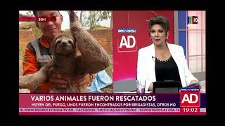 Animales rescatados de los incendios [upl. by Beacham737]