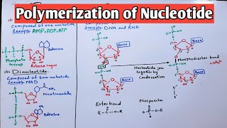 Polymerization of Nucleotide Mononucleotide and Dinucleotide  Jiyas Biology Tutorials [upl. by Aielam]