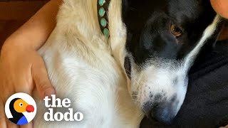 Grieving Dog Has The Best Reaction To Meeting His New Brother  The Dodo [upl. by Tnemelc]