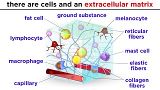 Types of Tissue Part 2 Connective Tissue [upl. by Eirrehs]