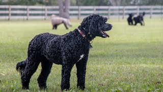 How to Choose Between a Portuguese Water Dog and a Labrador Retriever [upl. by Heber]