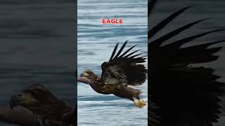 mEagle vs eagle fight😡😱trending shorts facts viralshort [upl. by Siblee]