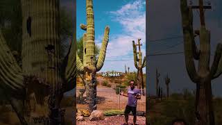 How to Water Saguaro Cactus [upl. by Arbuckle730]