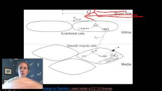 Nitric Oxide NOS and vasodilation [upl. by Lalita]