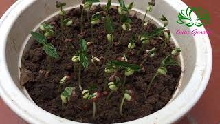 How to grow red beans at home germinate after 1 day [upl. by Nerat]