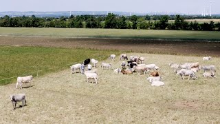 DSV Bodenrundreise 2021  Mob Grazing [upl. by Eveline]