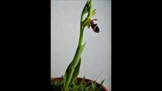 Orchid TimeLapse Growing [upl. by Aimal]