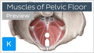 Muscles of the pelvic floor preview  Human Anatomy  Kenhub [upl. by Peacock]