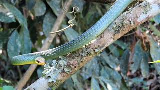 Encontrei uma cobracipó chironius bicarinatus snake répteis serpentes da mata atlântica [upl. by Gerhardine]