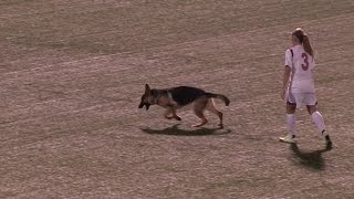 Dog Runs On Field During St Johns Womens Soccer Game [upl. by Ailiec975]