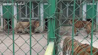 Siberian Tiger vs African Lion Size Comparison [upl. by Ecreip690]