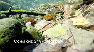 Endangered Comanche Springs Pupfish [upl. by Arahs]