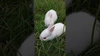 🐰🐇🪶🥀🪷🐀 chorki networkerbaire originalfilmsong viralvideo rabbit [upl. by Giuditta]