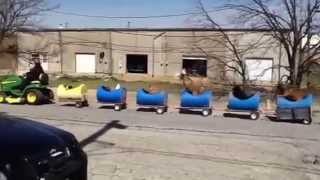 Hilarious Dog Train Fun For Kids to Watch in Fort Worth [upl. by Rianon]