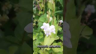 Asystasia gangetica flower 🌼 🌸 shortsvideo flowers sub subscribe travel tourism life live [upl. by Nilekcaj]