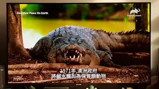 Saltwater Crocodile  Deadliest Place On Earth  Animal Planet [upl. by Anil]