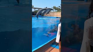 Up Close with Dolphins at uShaka Marine World cost R541  Call 031 328 8052 to book only [upl. by Noslien]